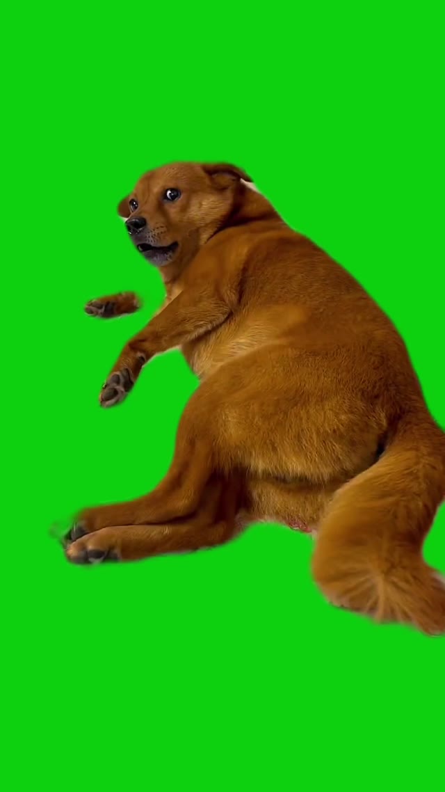 Sleeping dog got scared green screen