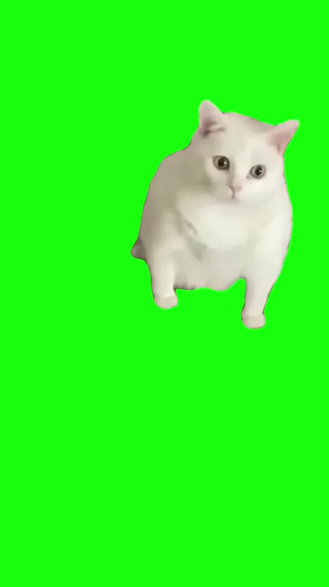 Gagging cat green screen