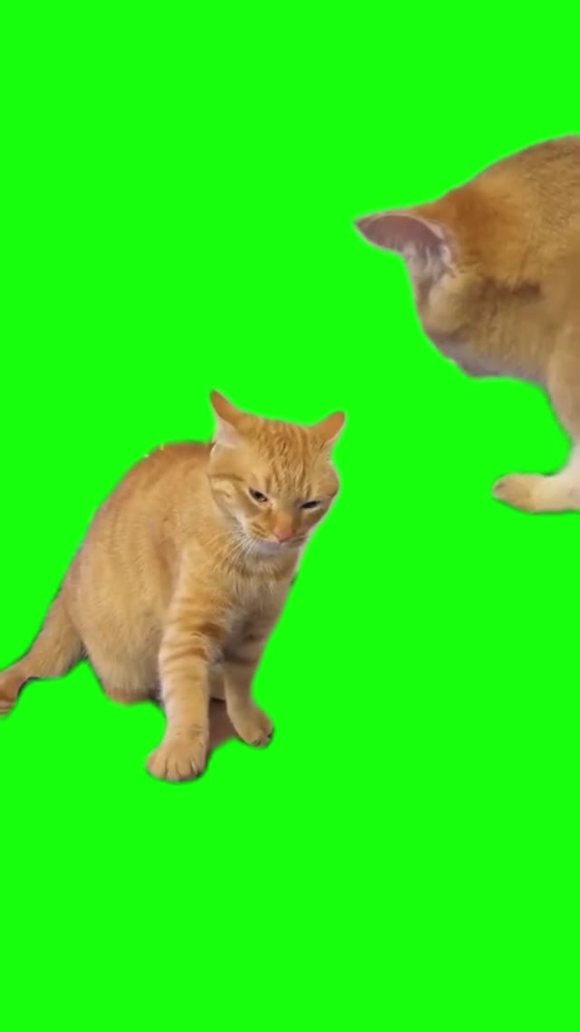 2 Angry Cats From TikTok green screen