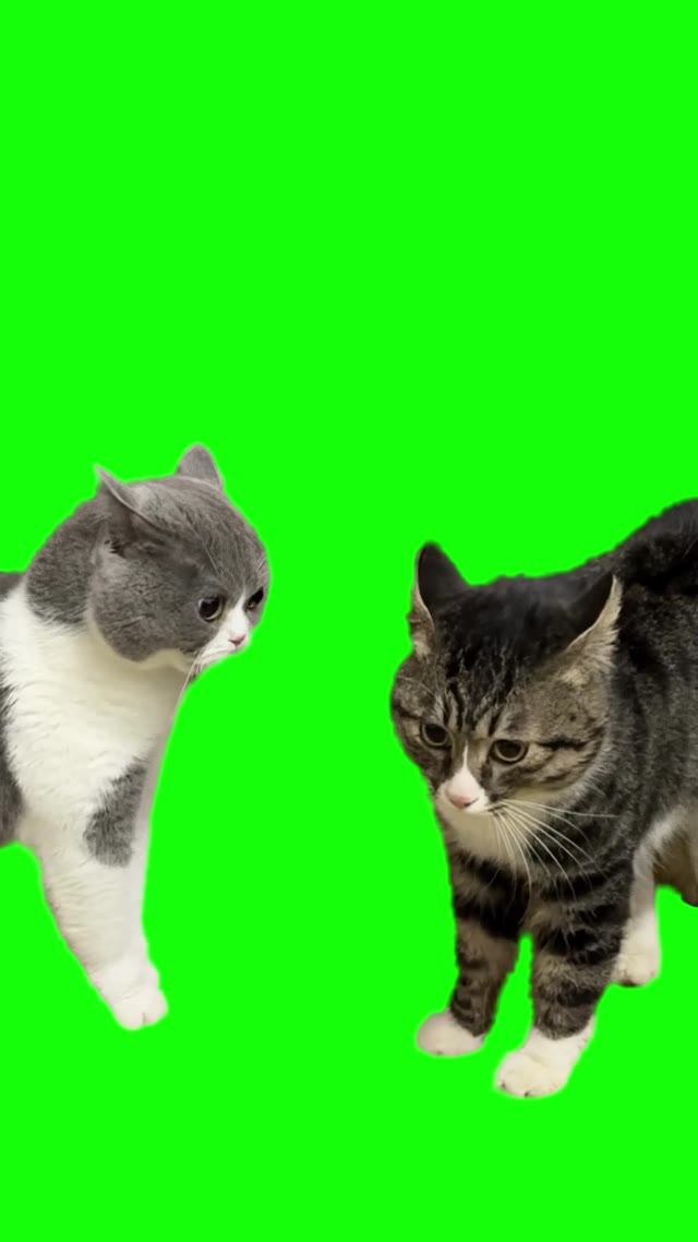 2 Cats Angry at Each Other green screen
