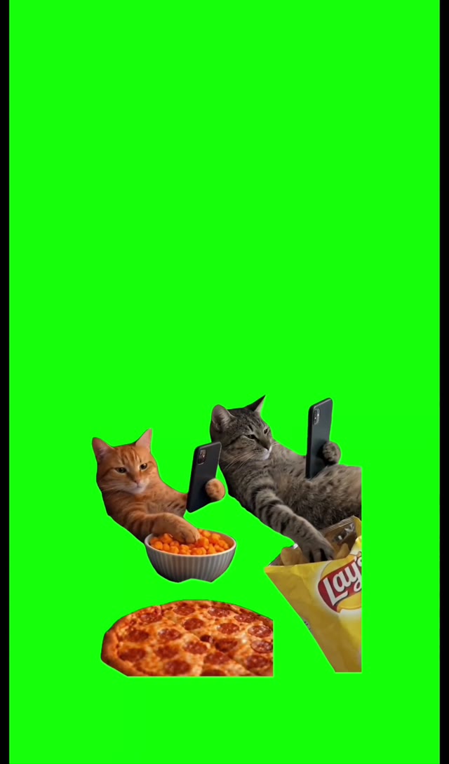 2 cats sitting eating food 4k green screen