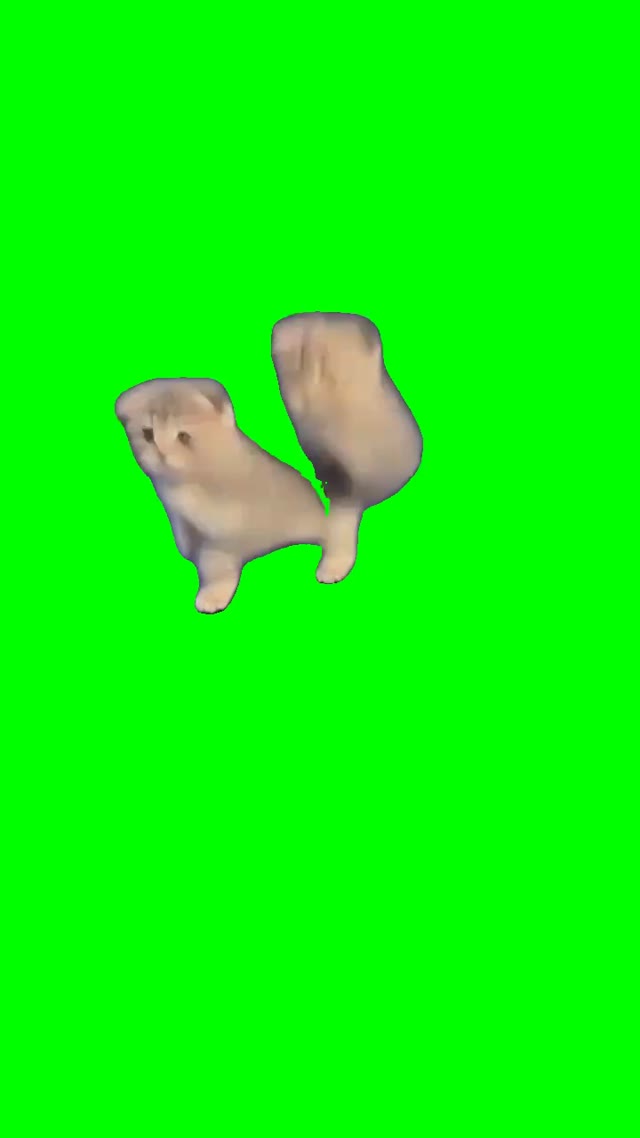 2 Kittens Dancing green screen