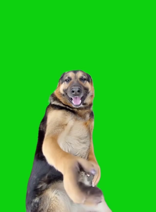 DJ Dog green screen