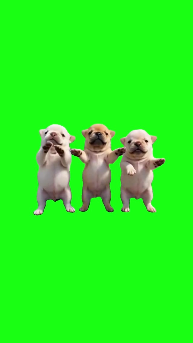 3 Puppies Dancing green screen
