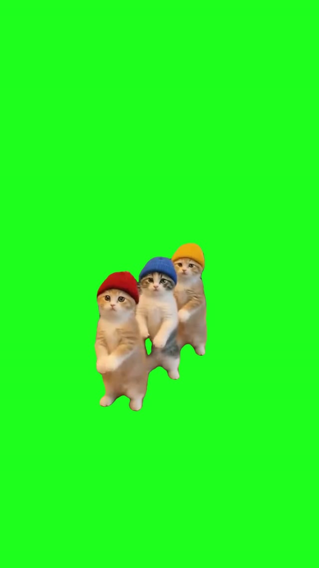 3 cats dancing green screen