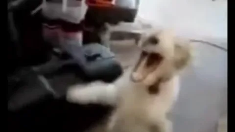 Funny dog green screen