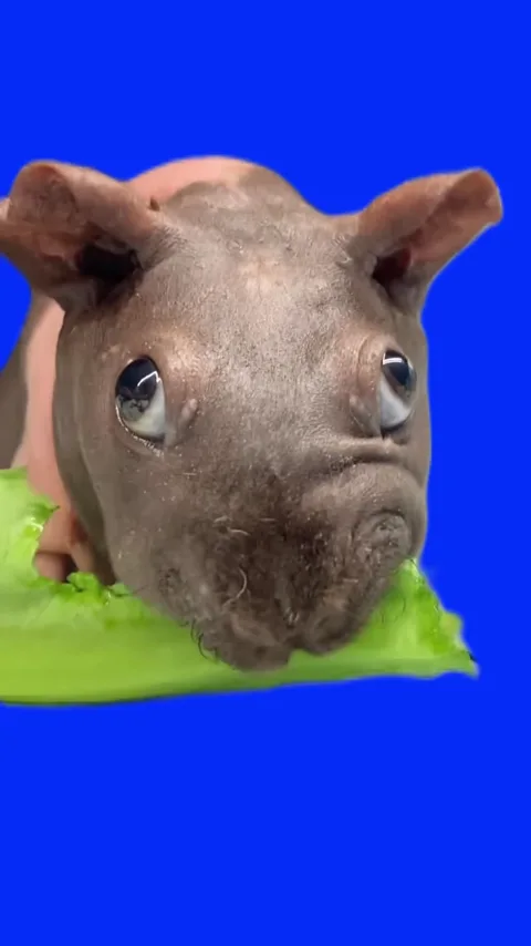 guinea pig eating green screen