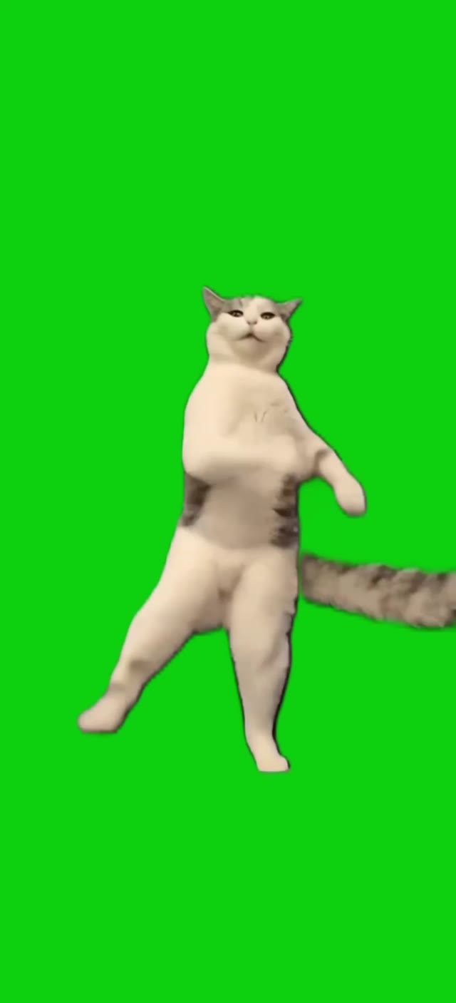Happy cat dance green screen