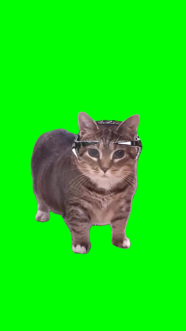 7th element oiiaa cat green screen