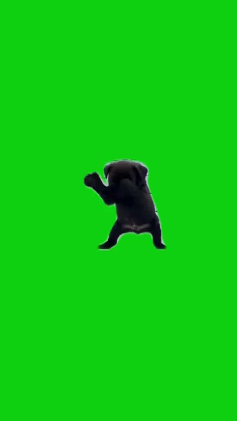 Scuba dog green screen