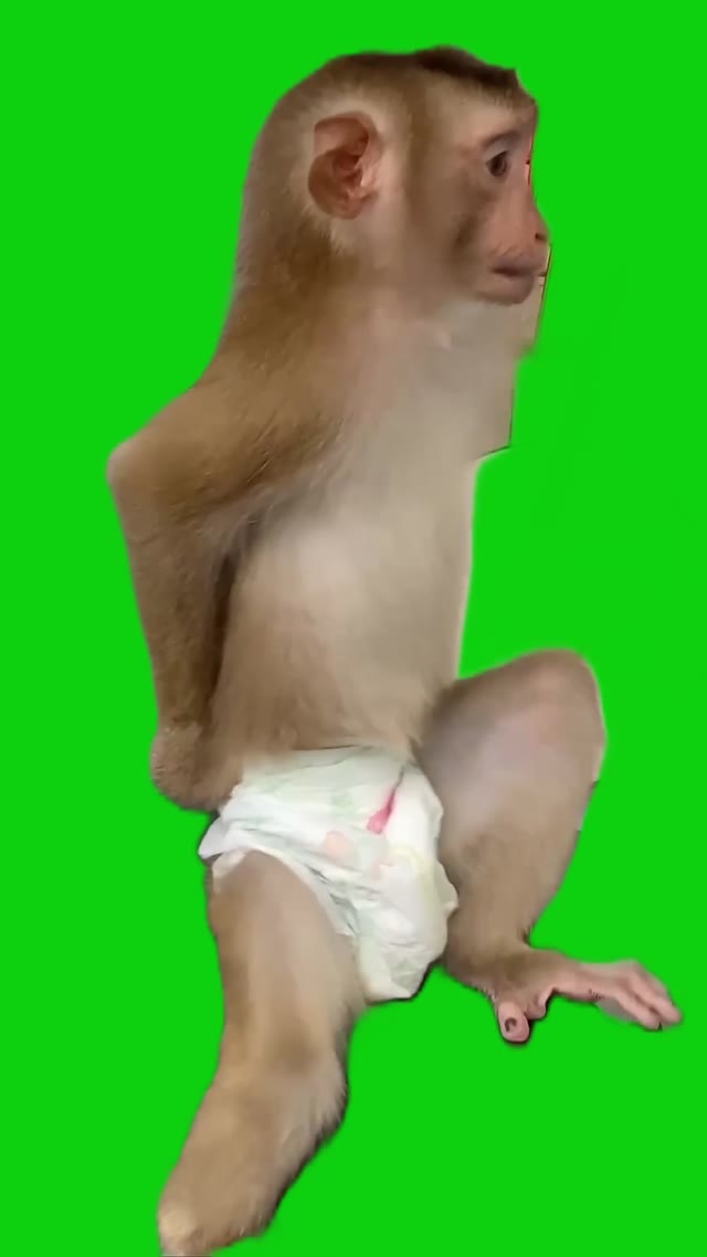Monkey pooped in diaper green screen