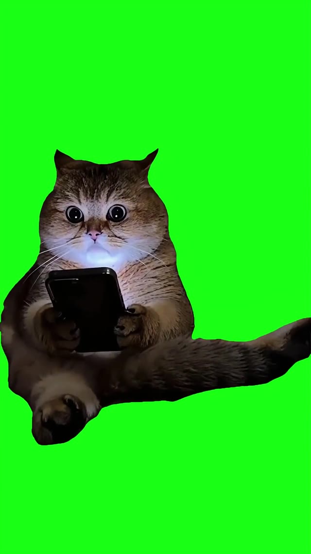 AI Cat hides phone green screen