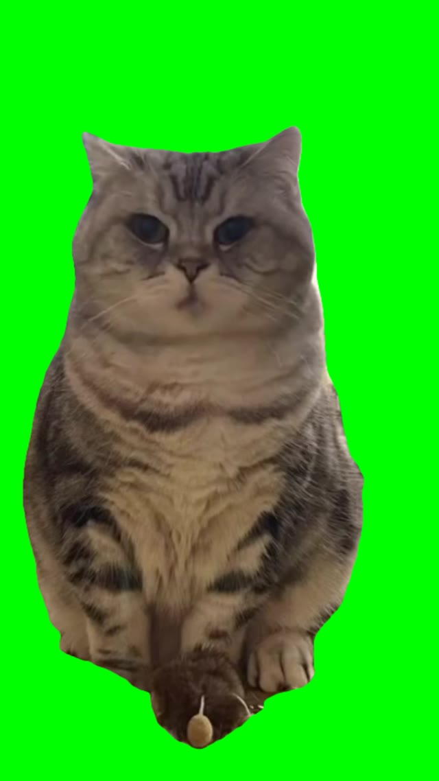 Aaa tu tu tu cat green screen