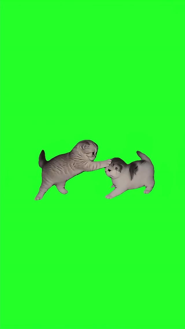 Ahh Kittens green screen