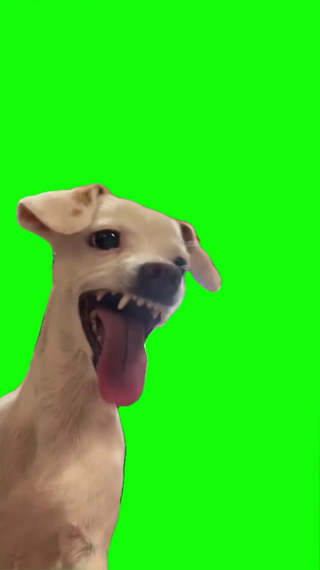 Ahhh haha dog  green screen