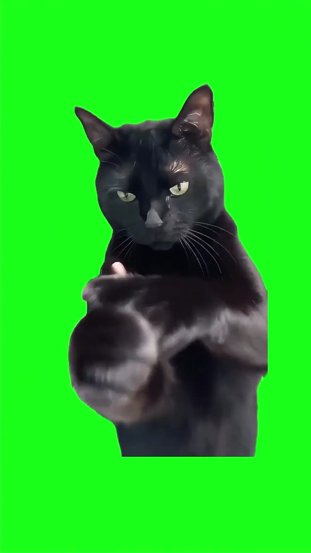 Angry Black Cat green screen