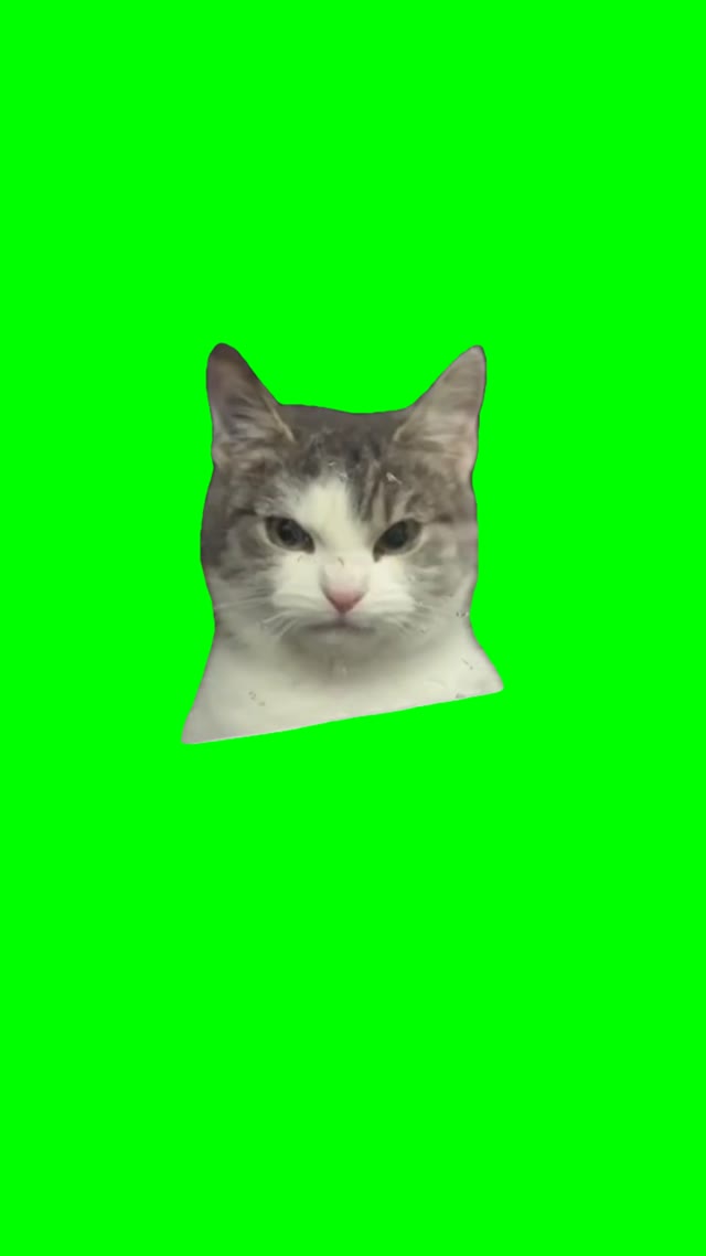 Angry Cat staring green screen
