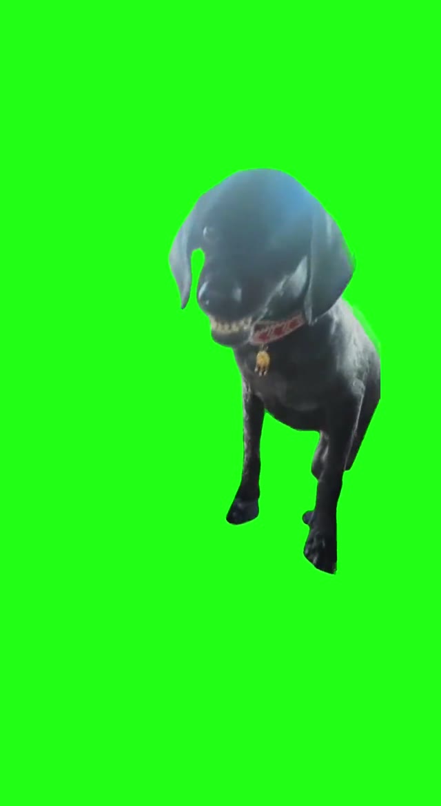 Angry Dog green screen