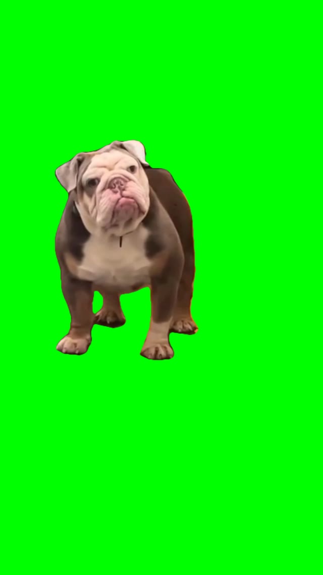 Angry Doggie green screen