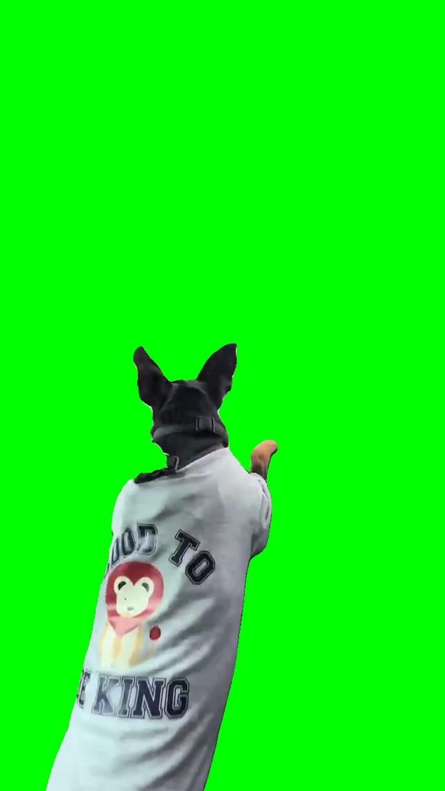 Angry Puppy green screen