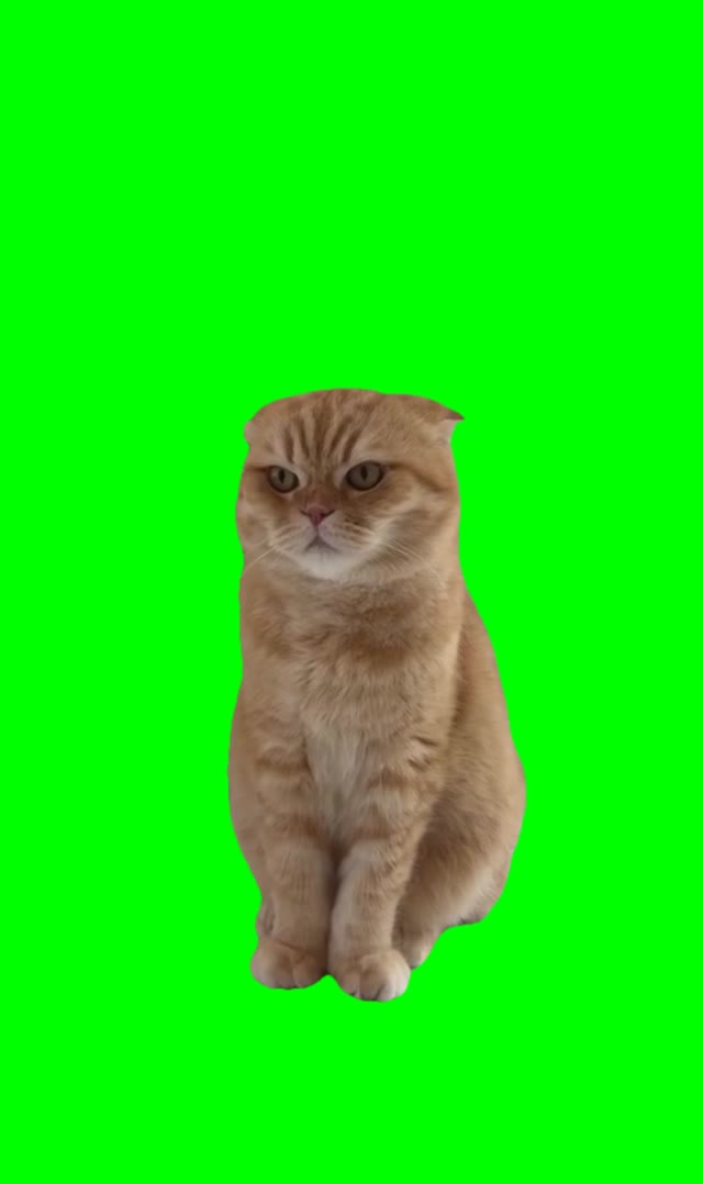 Annoyed Cat green screen