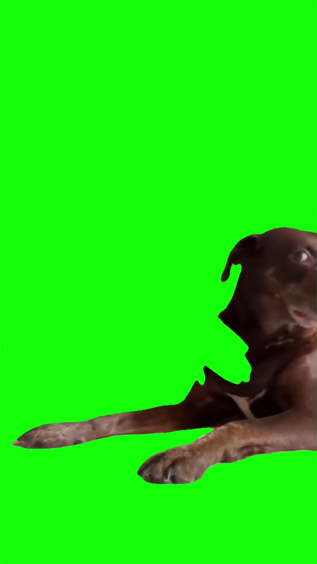 Annoyed dog  green screen