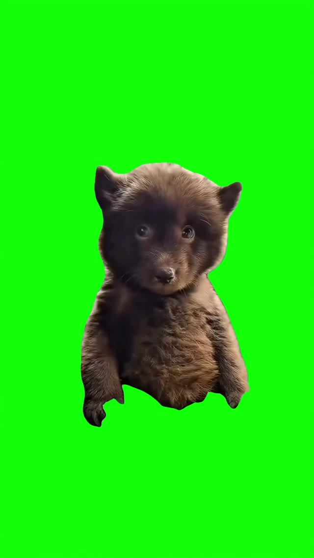 Bear sus look green screen