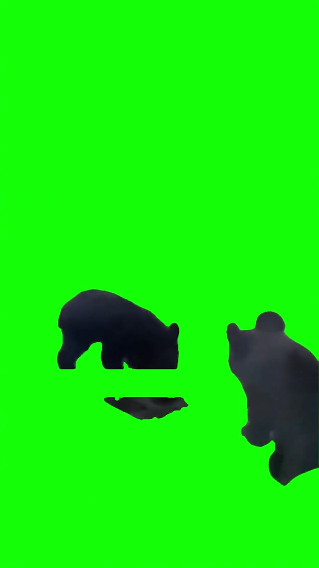 Bears fighting green screen