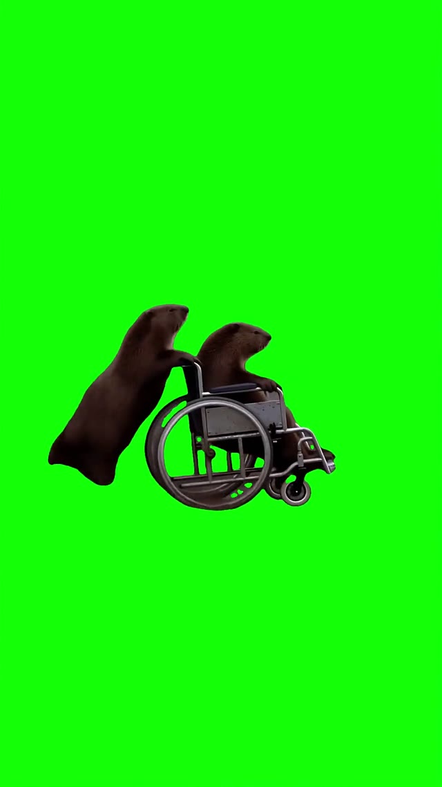 Beavers running green screen