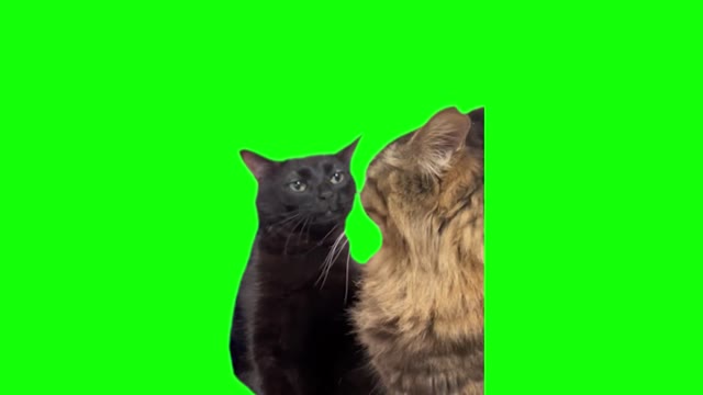 Black Cat Zoning Out green screen