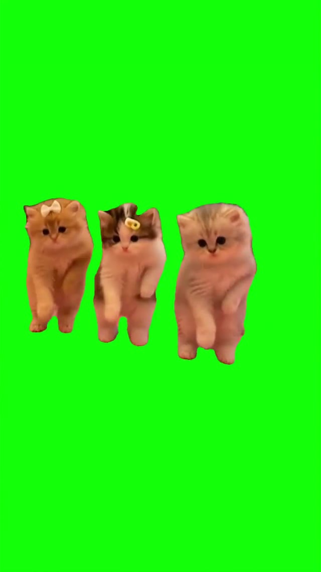 Boo Dance Trend with Kittens green screen