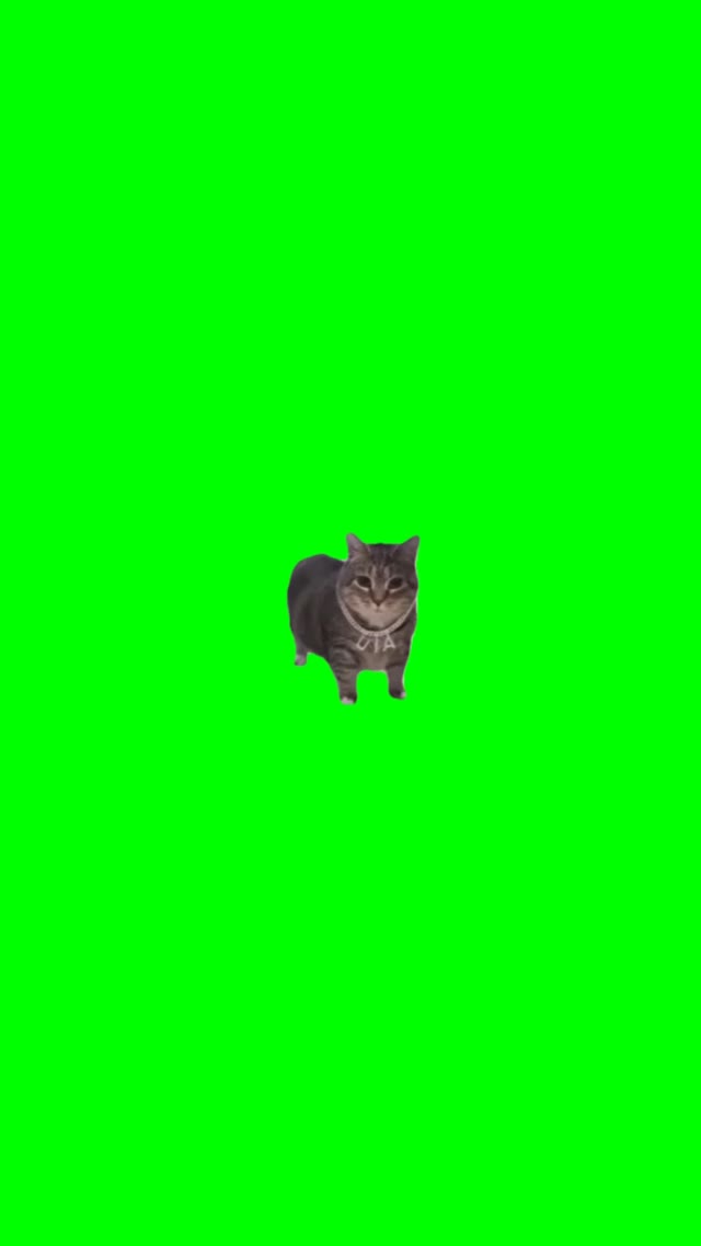 Brainrot cat green screen
