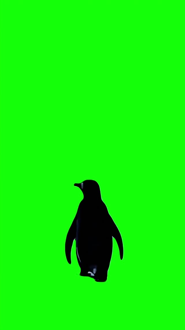 But why penguin 4k green screen