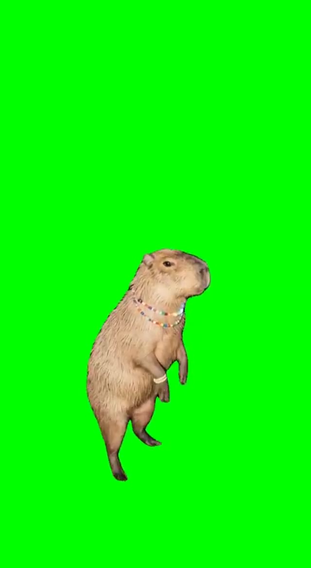 Capybara Dancing green screen