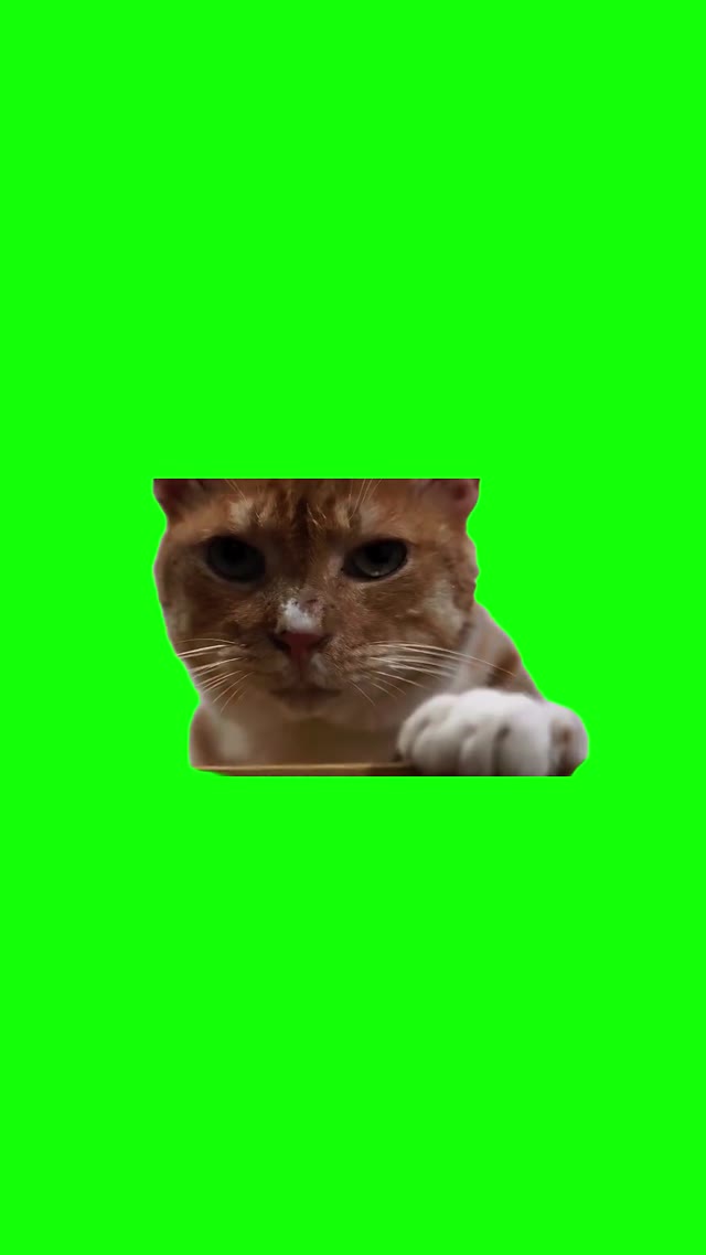 Cat Attack Whip green screen