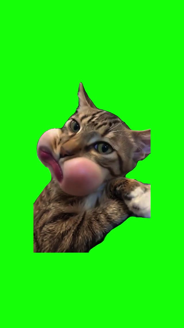 Cat Buble Laughing green screen