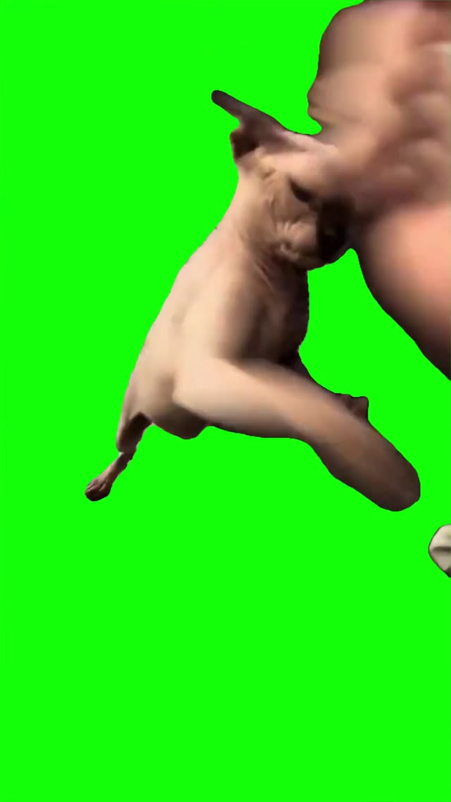 Cat Fights A Hand green screen