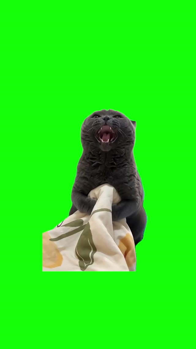 Cat Godzilla Laughing green screen