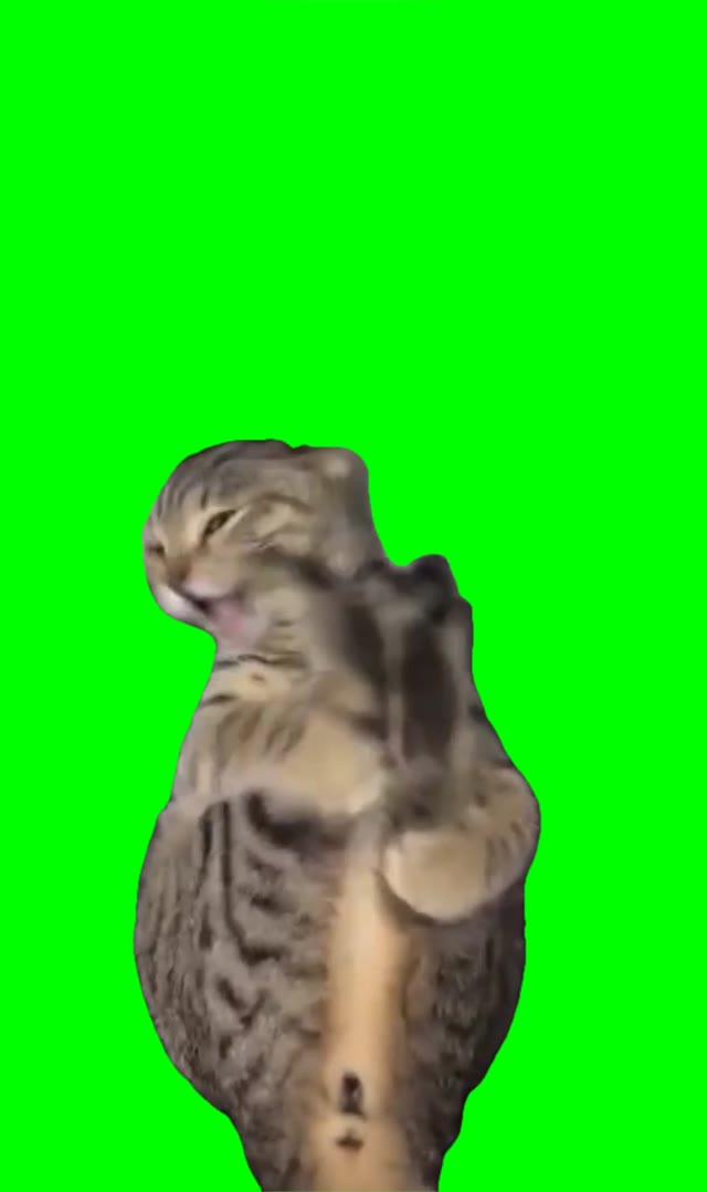 Cat Kicking Himself  green screen