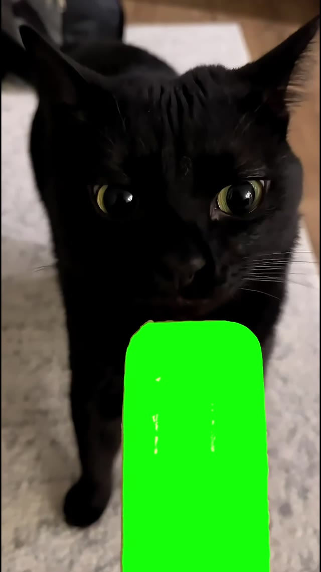 Cat Licking green screen