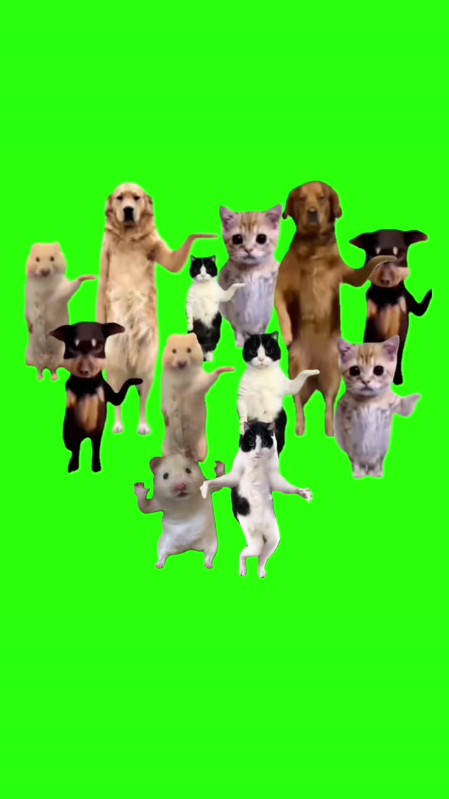 Cat Dance Opera Song green screen