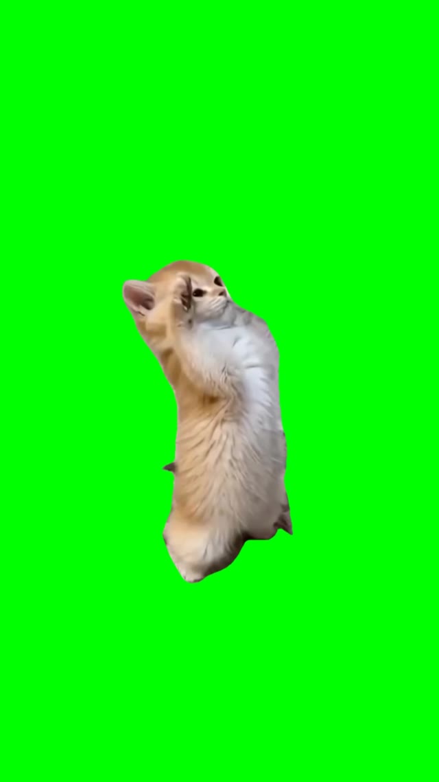 Cat Salutes green screen