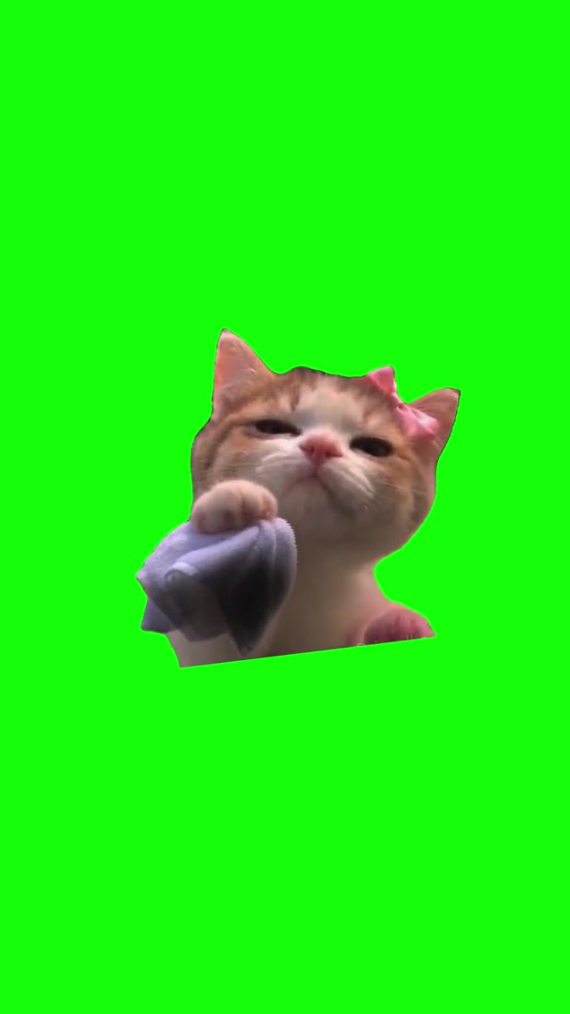 Cat Wiping Car Window green screen