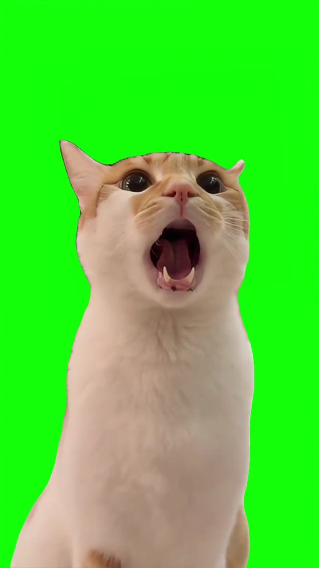 Cat Yelling green screen