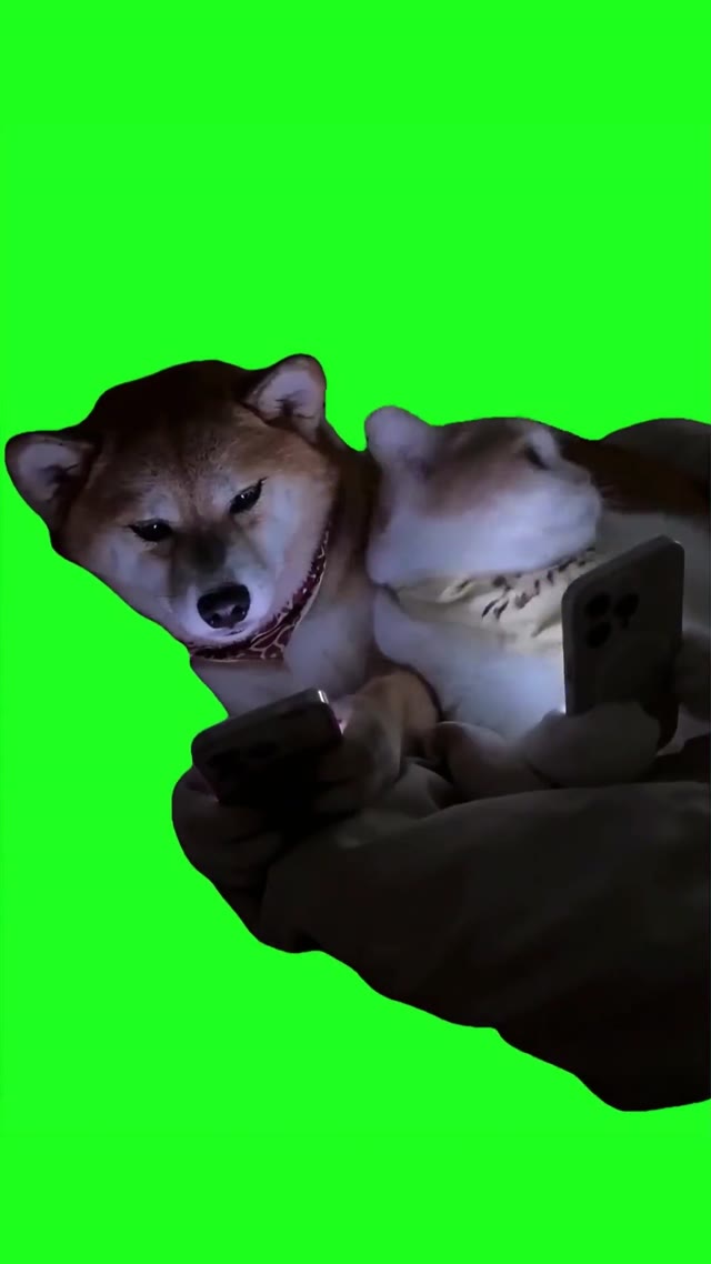 Cat and dog hiding phones green screen