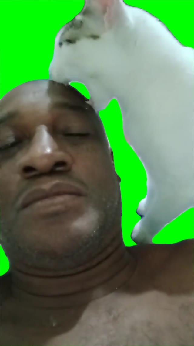Cat biting green screen