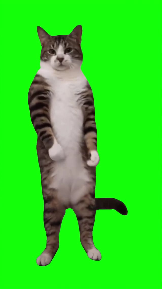 Cat boo dance trend green screen