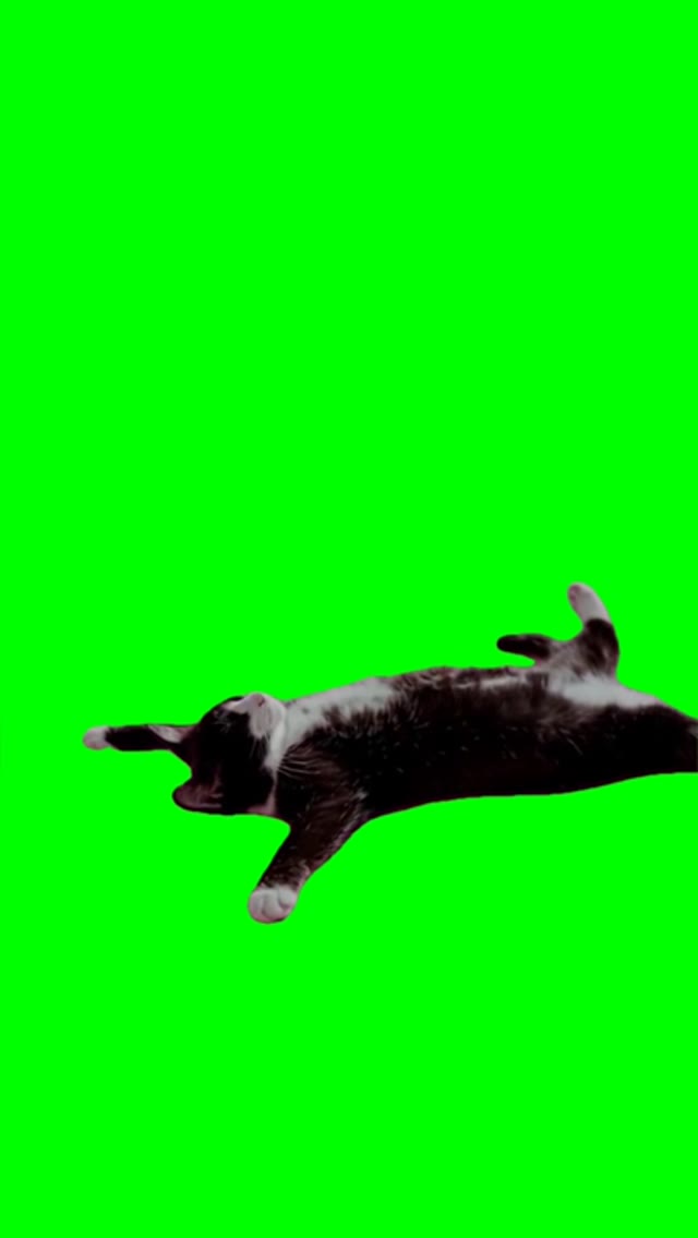 Cat chilling green screen