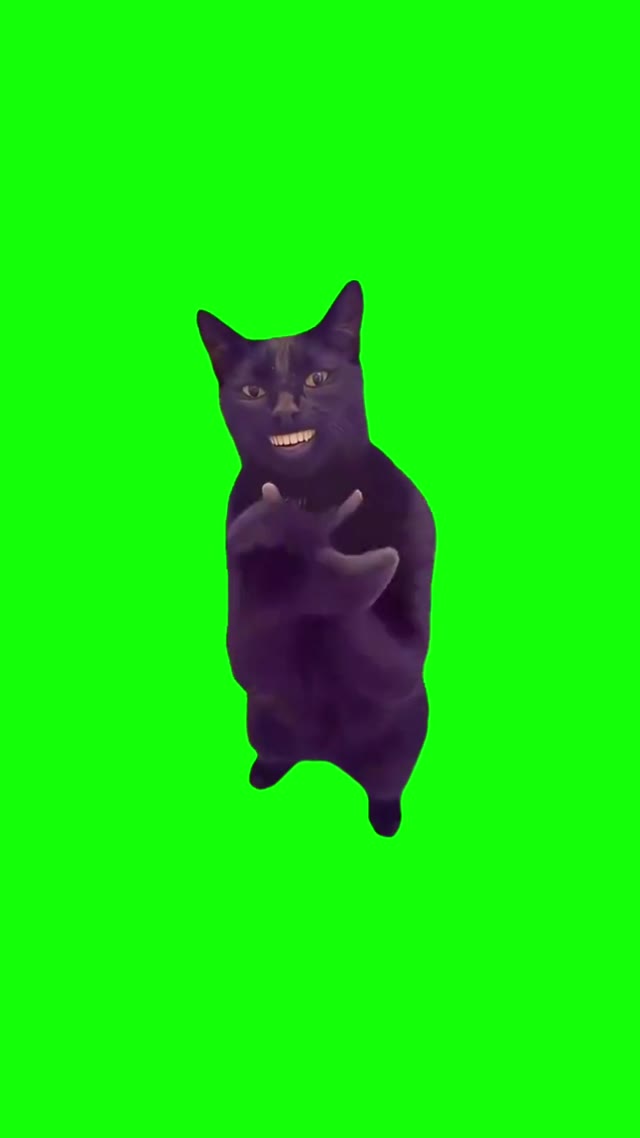 Cat Clapping green screen