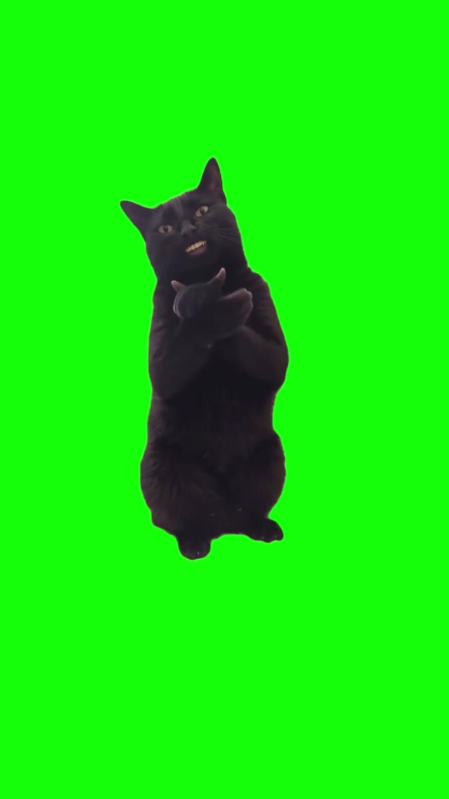 Cat Claps green screen